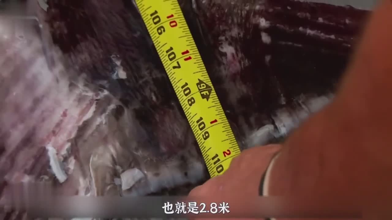 价值万金的深海巨物，你确定不来看看吗？