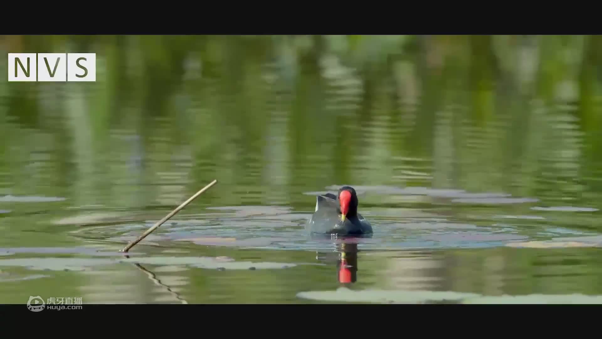 诞生在植物园（微电影）