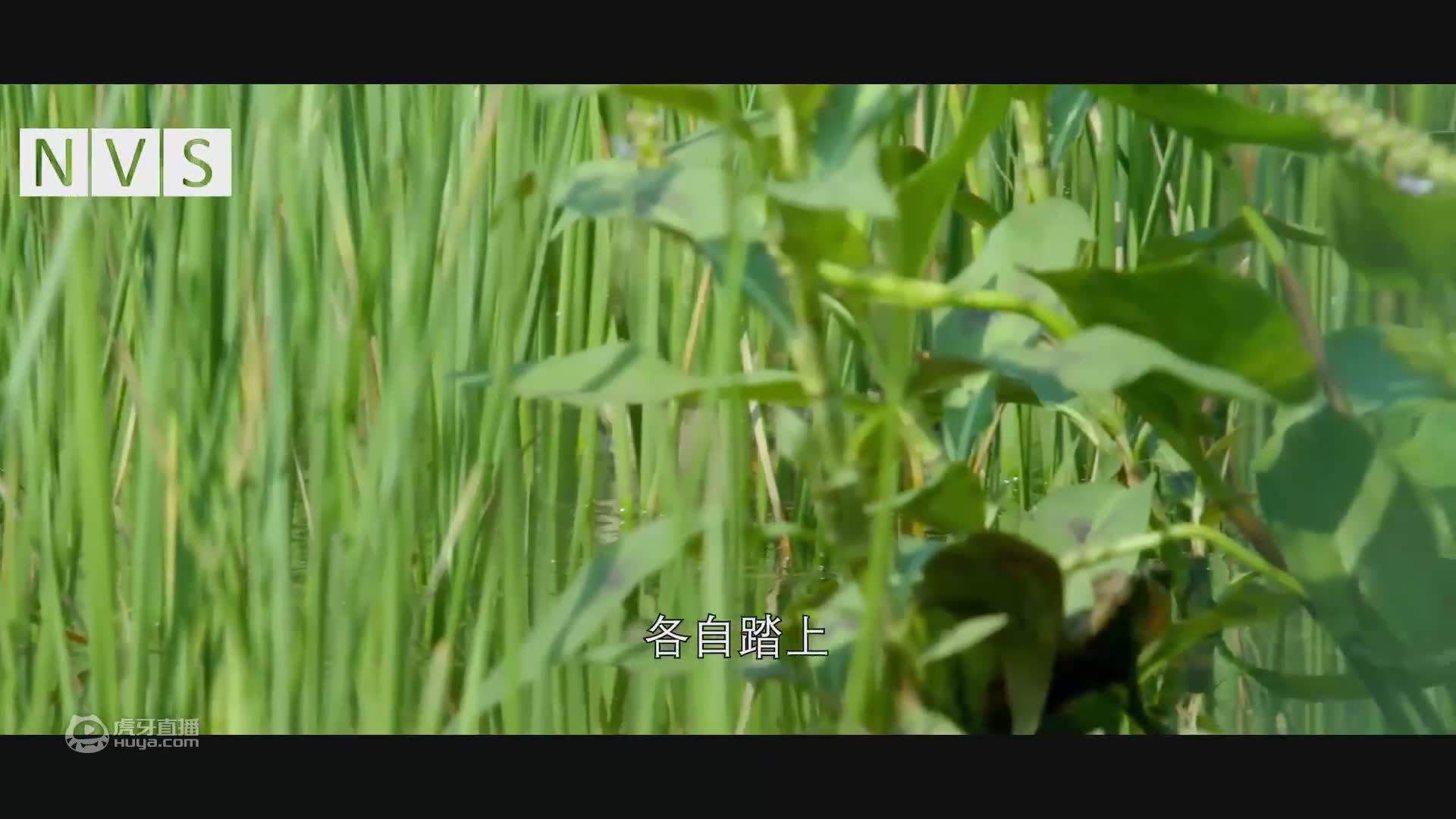 诞生在植物园（微电影）