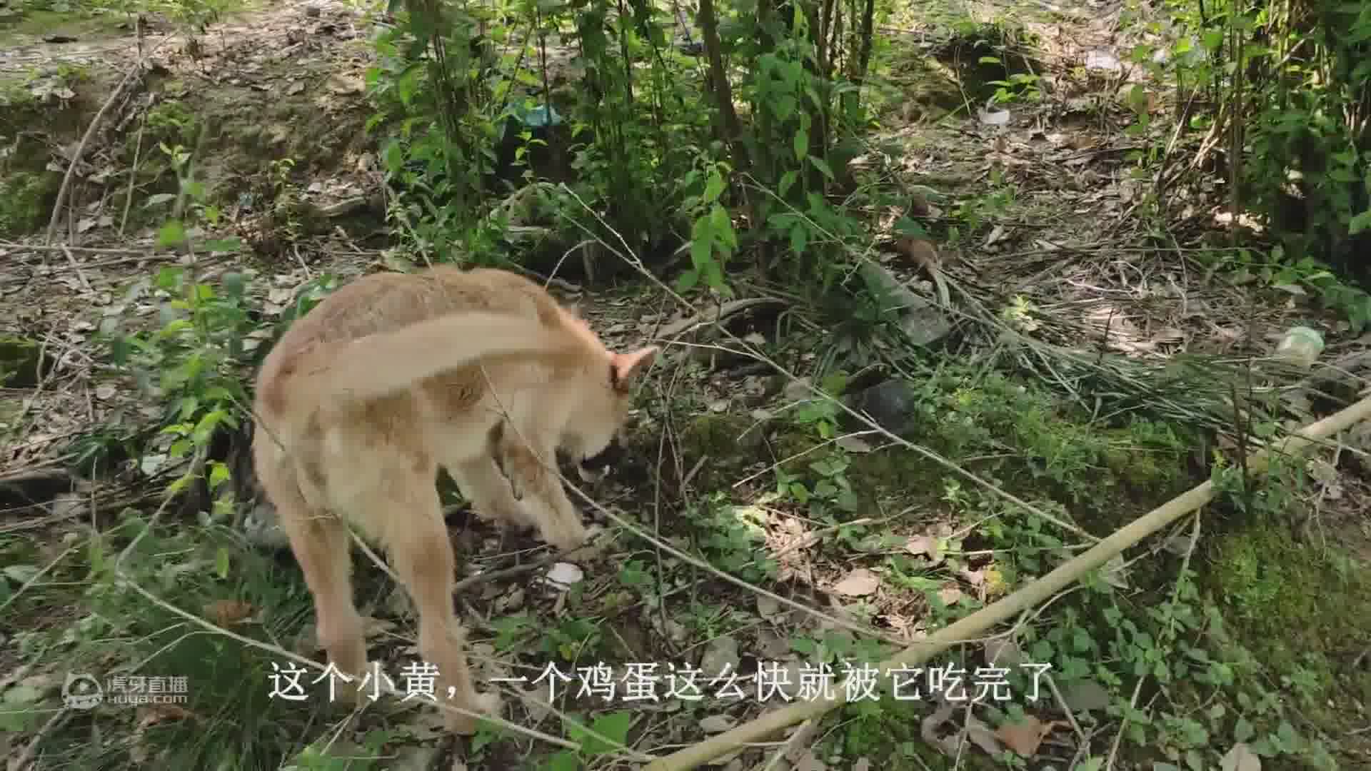 小黄偷鸡蛋被抓了个现行，这狗还能要吗