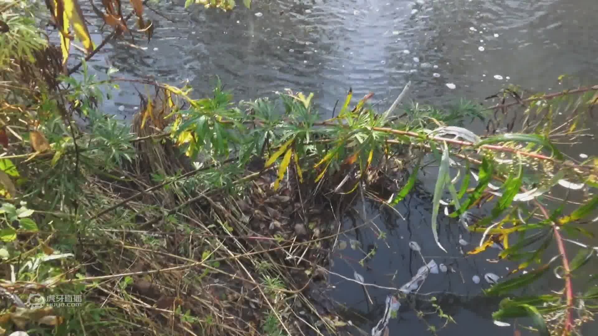 农村捕鱼生活真美好，哪天都能捕几十条鱼，这种生活你喜欢么？