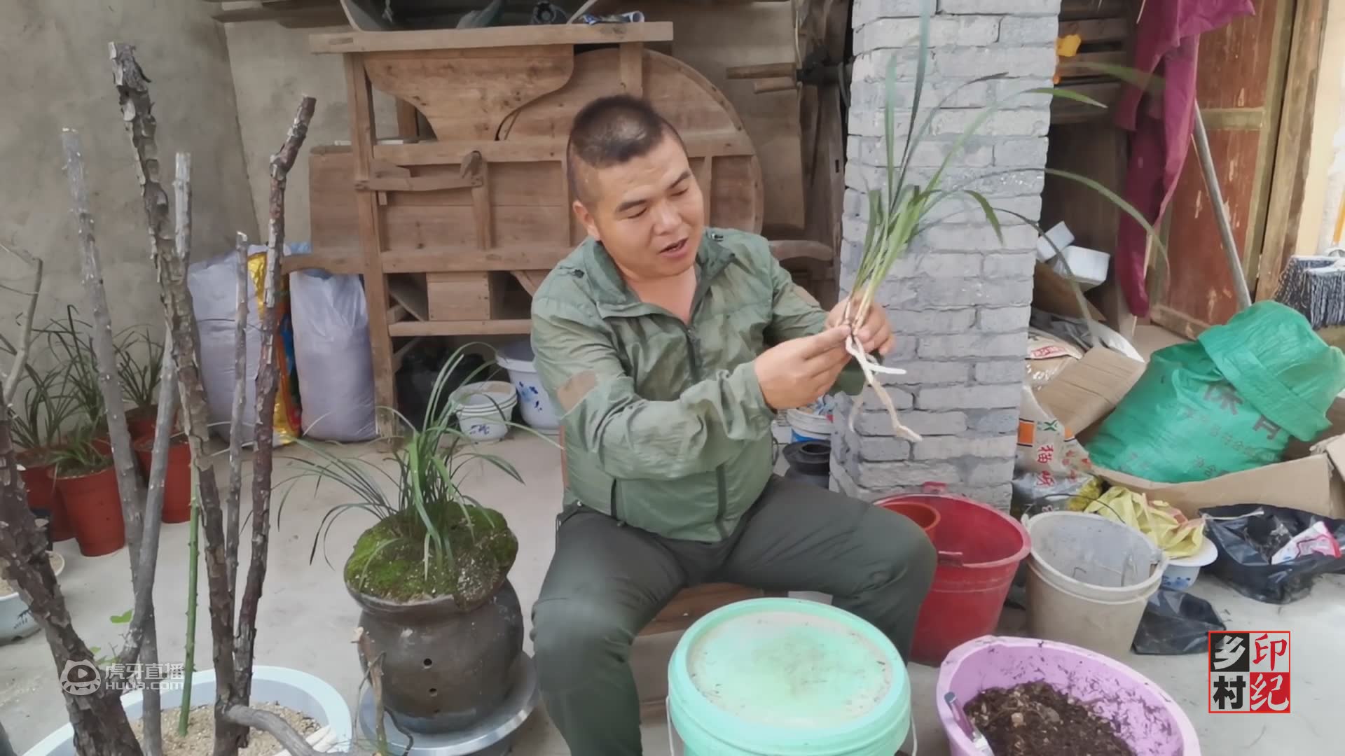 农村小伙从山上弄回1棵兰花，株型非常漂亮，能看出是什么品种吗