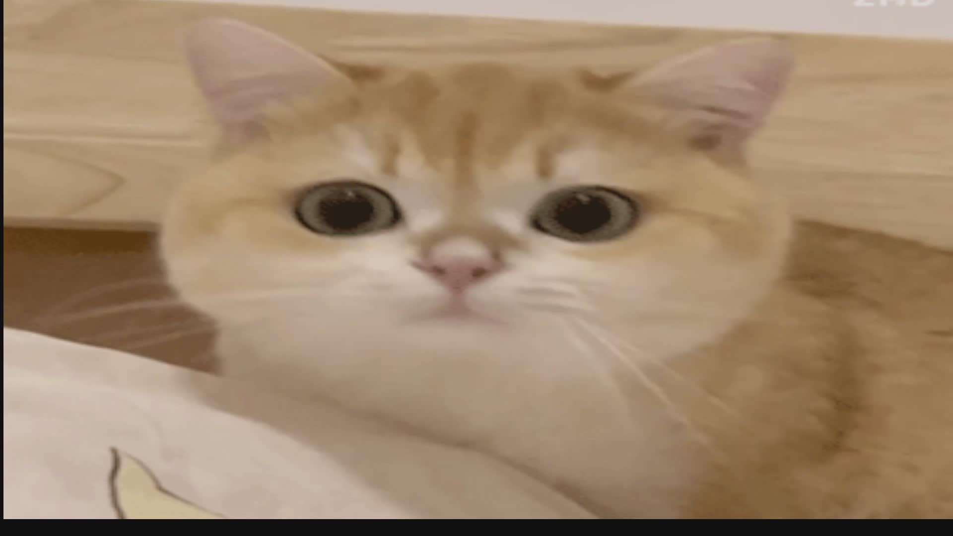 欢迎来到我的直播间