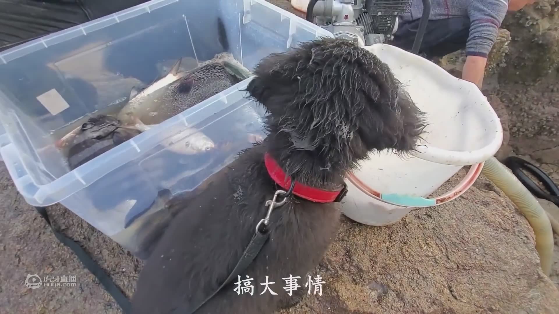 欢迎来到哪托闹海老夫子的直播间